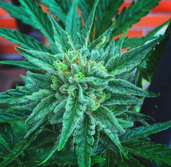 Domaine martin : un producteur passionné des côtes du rhône